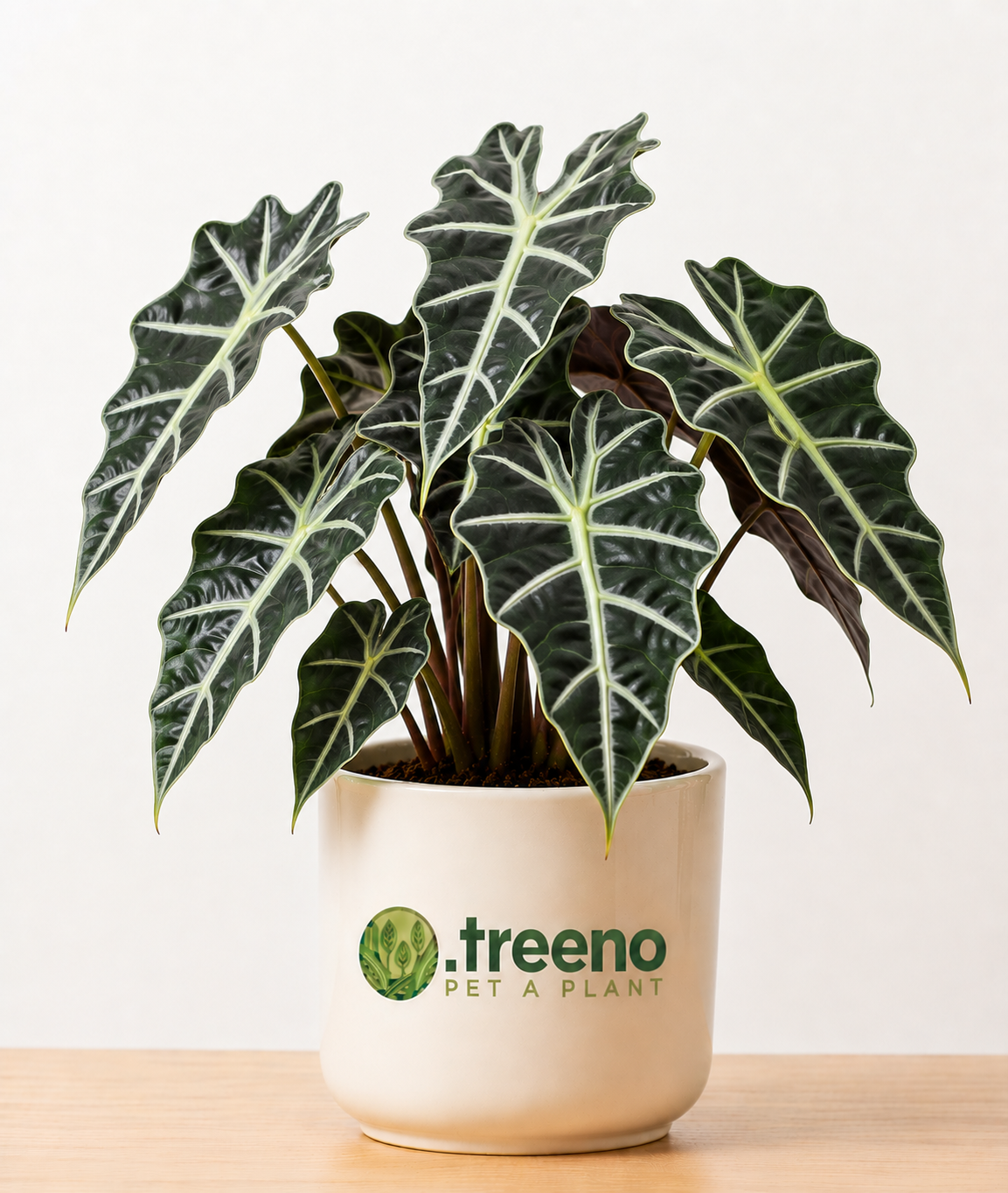 Alocasia Polly (African Mask)
