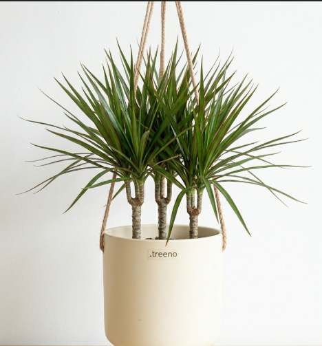 Dracaena Marginata (Dragon Tree)