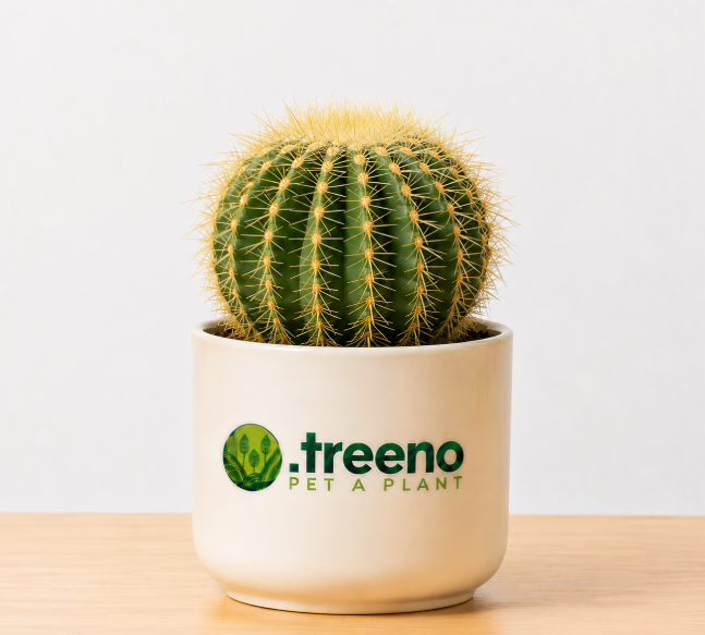 Barrel Cactus