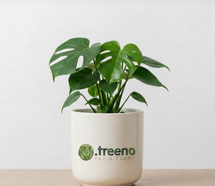 Monstera Deliciosa (Small)
