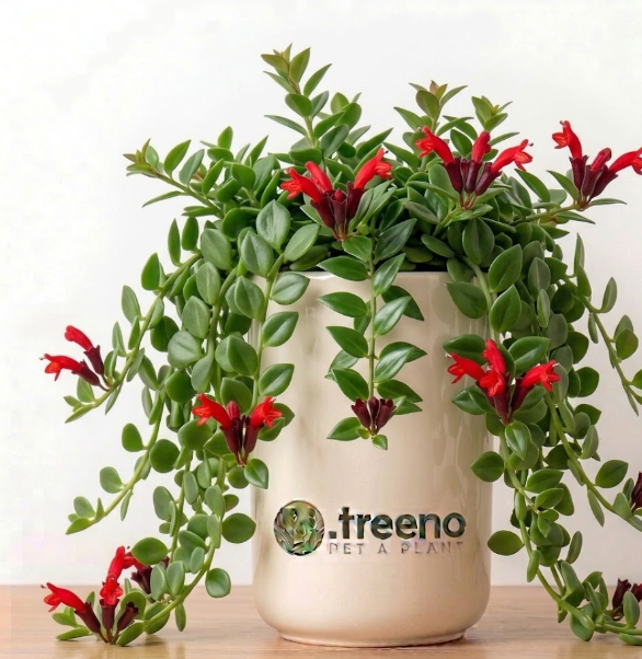 Lipstick Plant (Aeschynanthus)