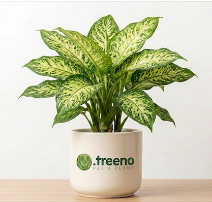 Dieffenbachia (Dumb Cane)