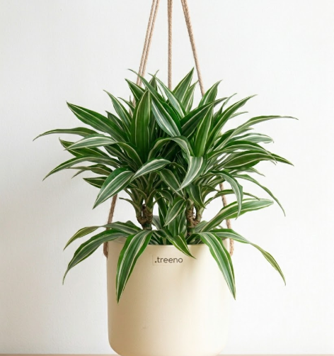 Dracaena Warneckii