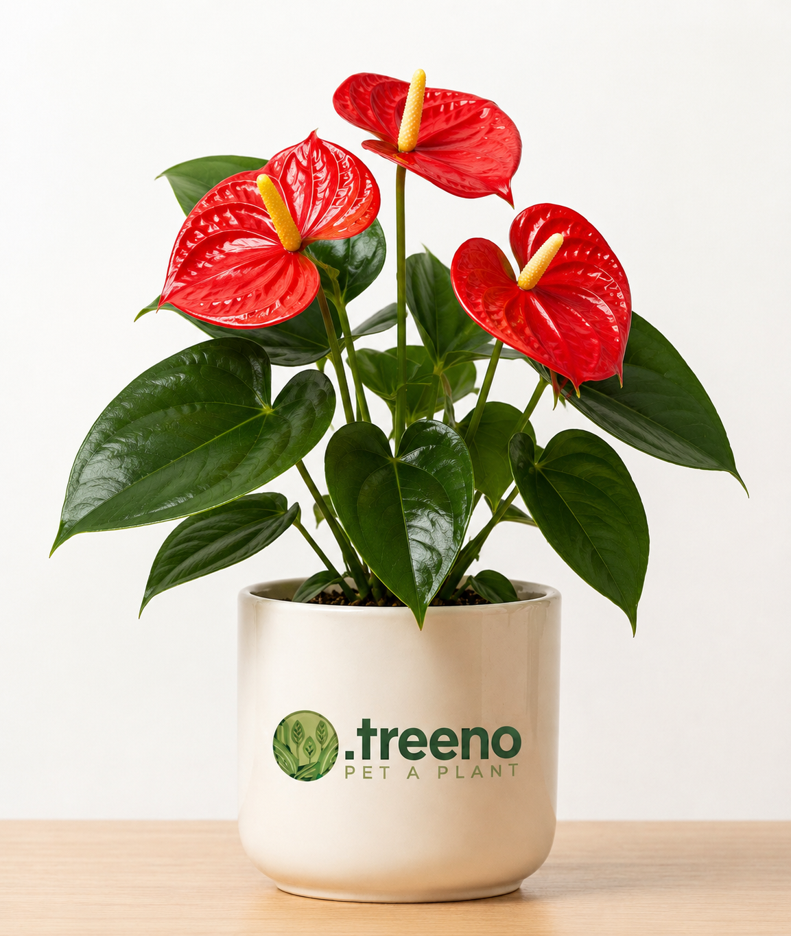 Anthurium Red