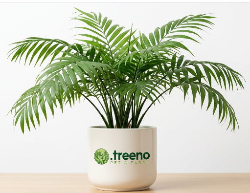 Parlor Palm (Chamaedorea Elegans)