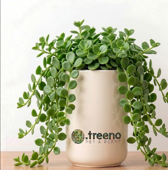 Trailing Jade (Senecio)