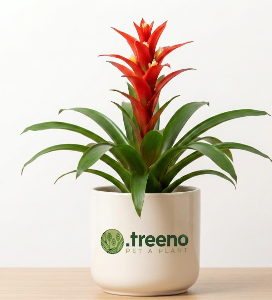 Bromeliad (Guzmania)