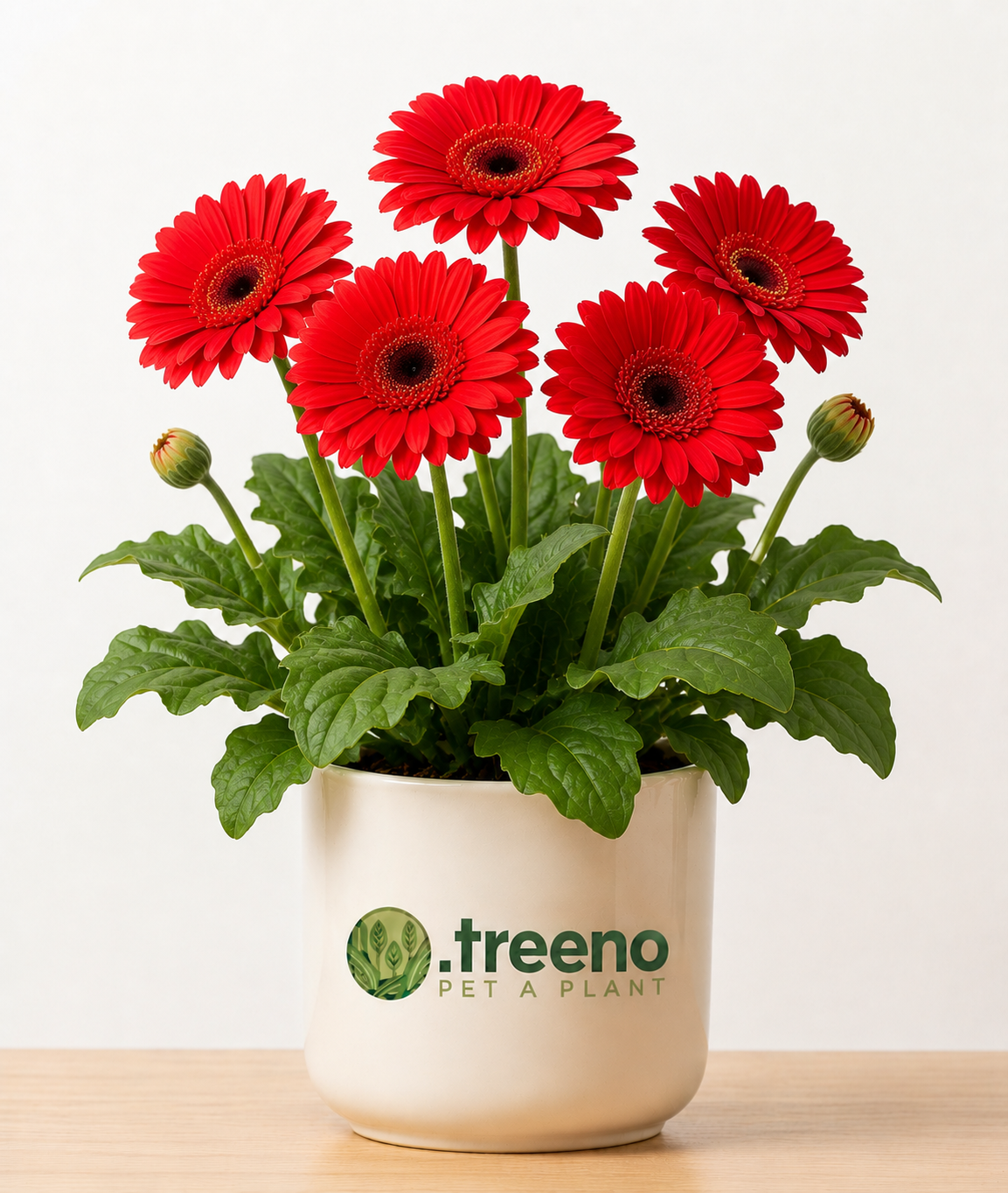 Gerbera Daisy