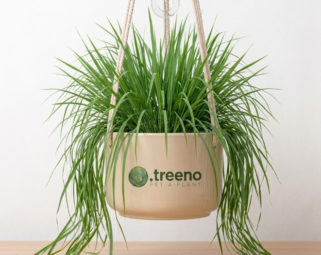 Lemongrass