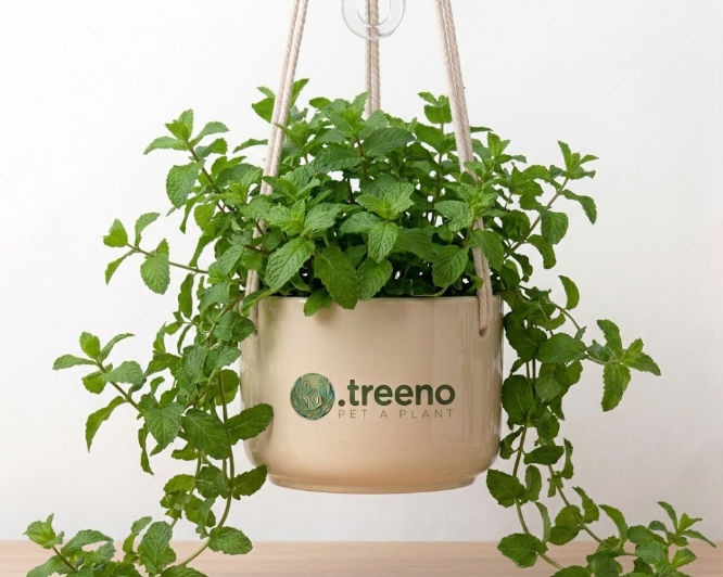 Mint (Pudina)