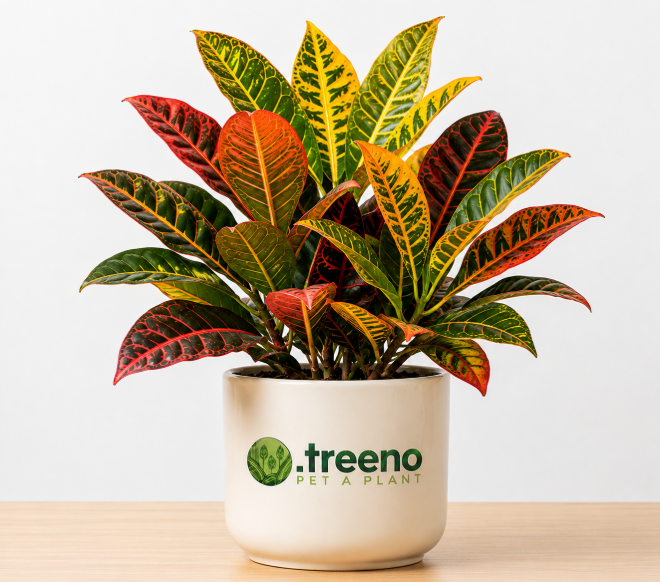 Crotons (Colorful Leaves)