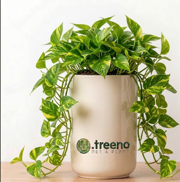 Pothos Golden (Hanging)