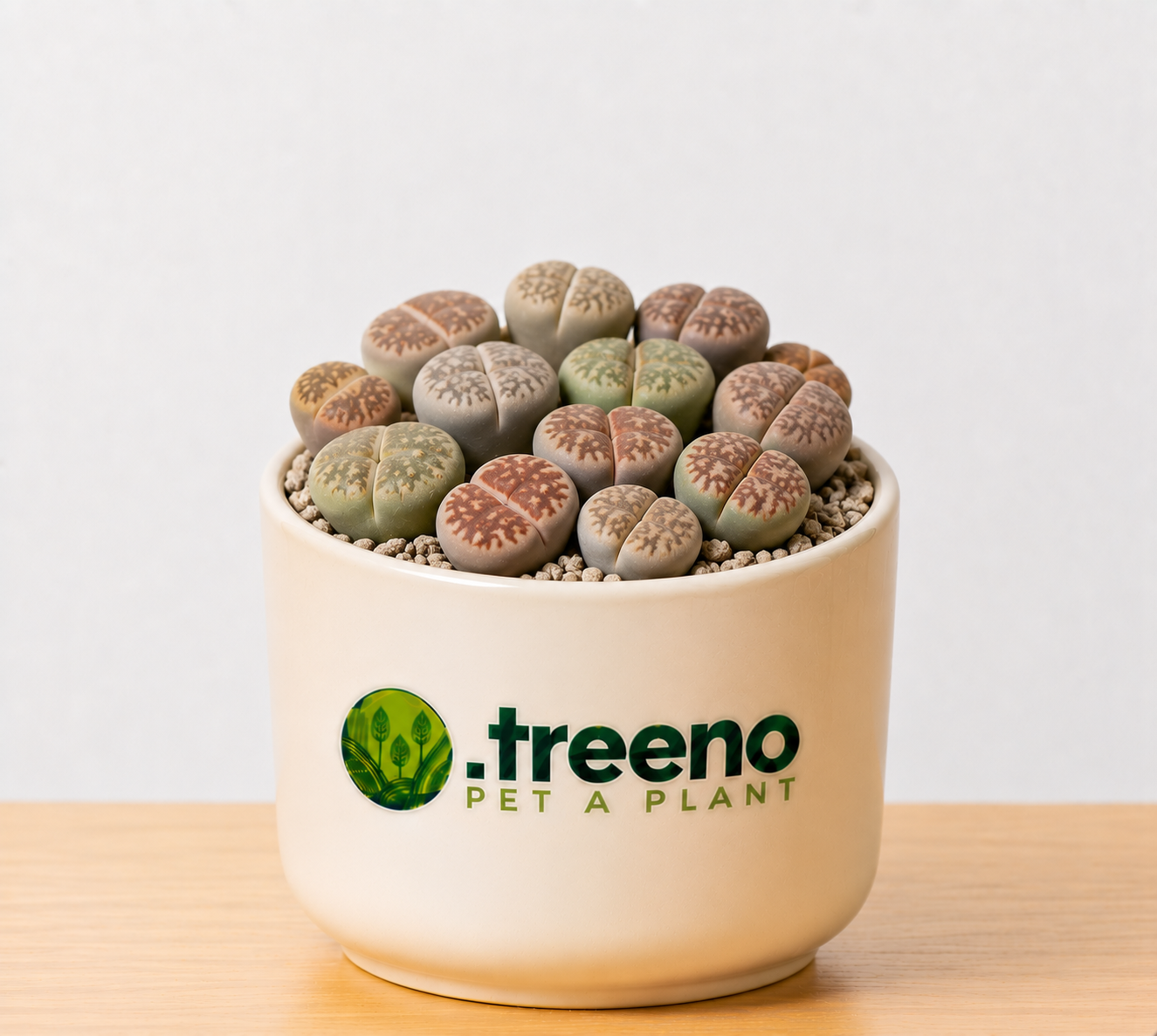 Lithops (Living Stones)