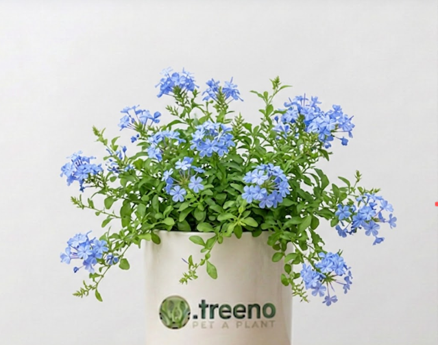 Plumbago (Sky Flower)