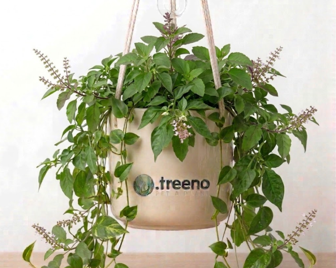 Tulsi (Holy Basil)