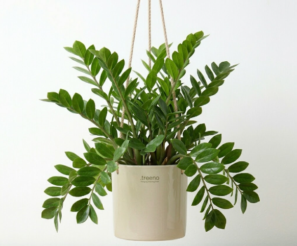 ZZ Plant (Zamioculcas)