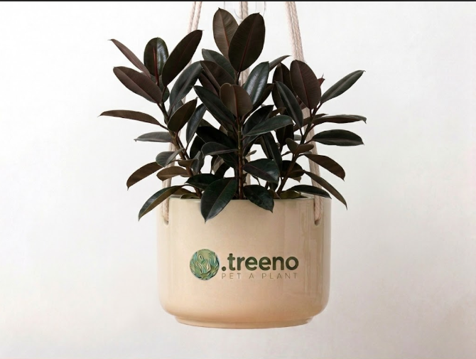 Rubber Plant (Large)