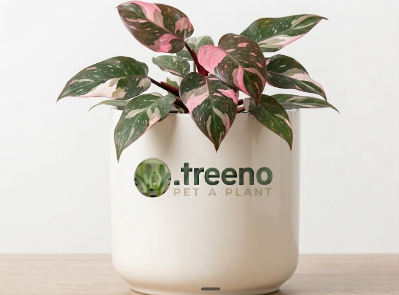 Philodendron Pink Princess