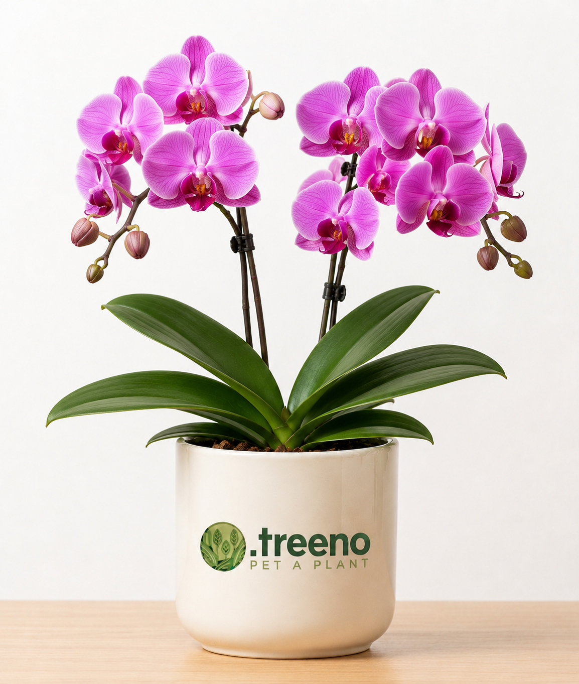 Orchid (Phalaenopsis)