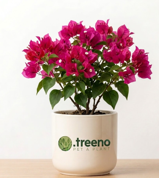 Bougainvillea (Pot)