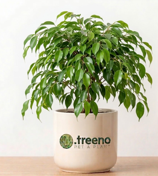 Ficus Benjamina (Weeping Fig)