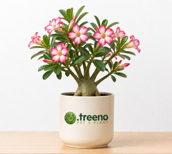 Adenium (Desert Rose)