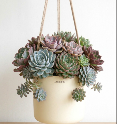 Echeveria (Assorted)