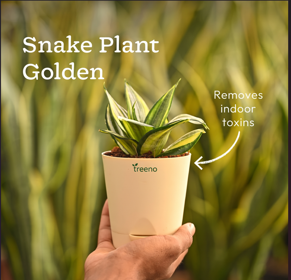 Living Room Decor Plants Bundle