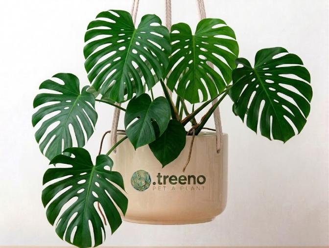 Monstera Deliciosa (Large)