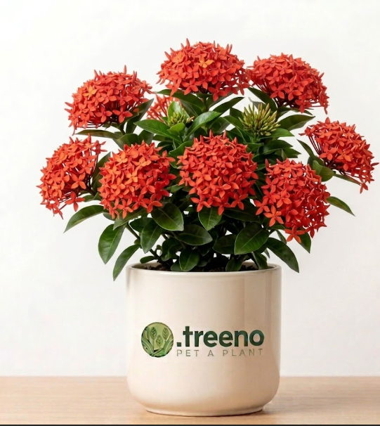 Ixora (Rangan)