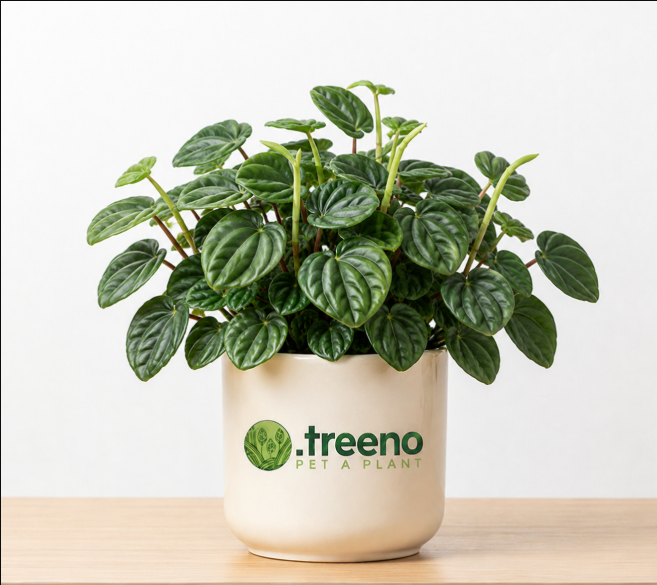 Peperomia Hope