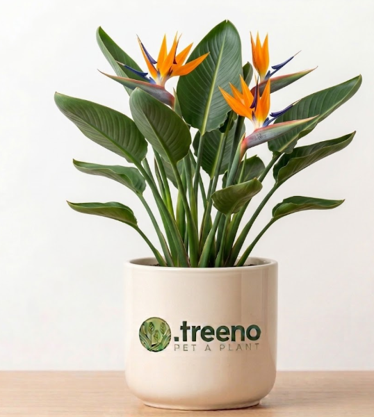 Bird of Paradise (Strelitzia)