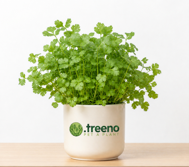 Coriander Seed Kit (Dhonia)