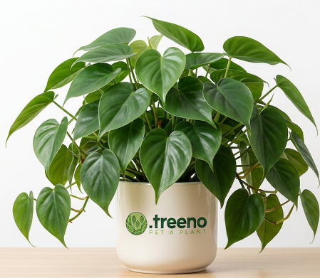 Philodendron Heartleaf