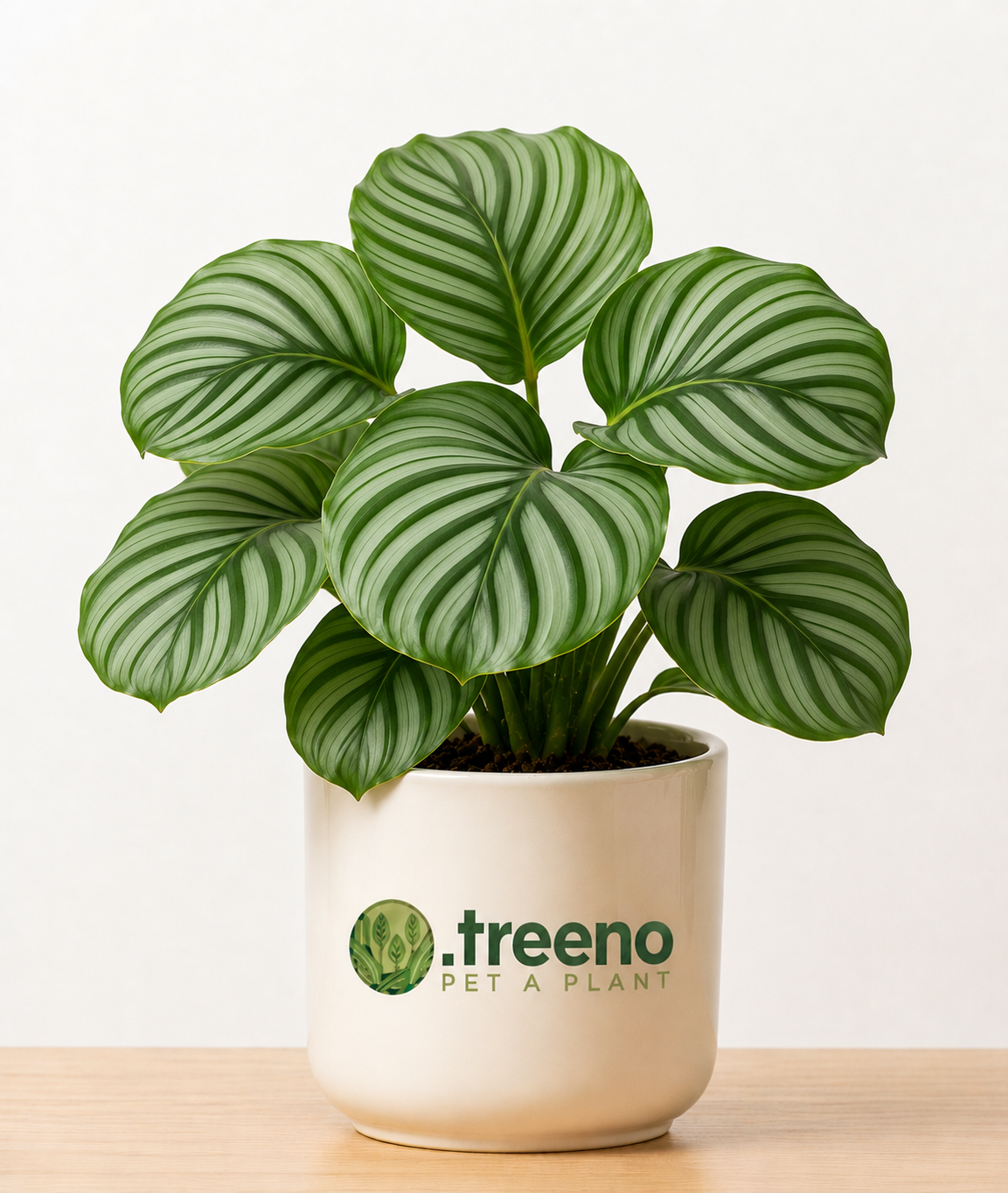 Calathea Orbifolia