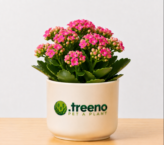 Kalanchoe (Flowering)