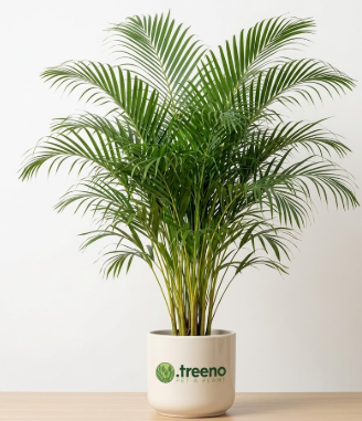 Areca Palm (Floor Size)