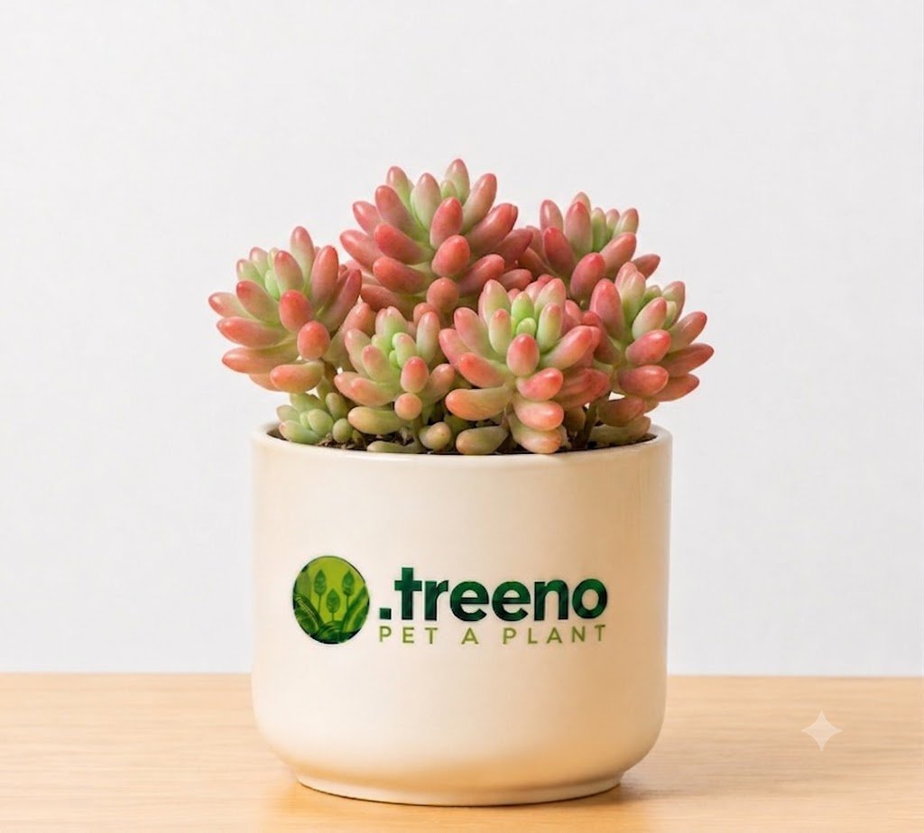 Sedum Aurora