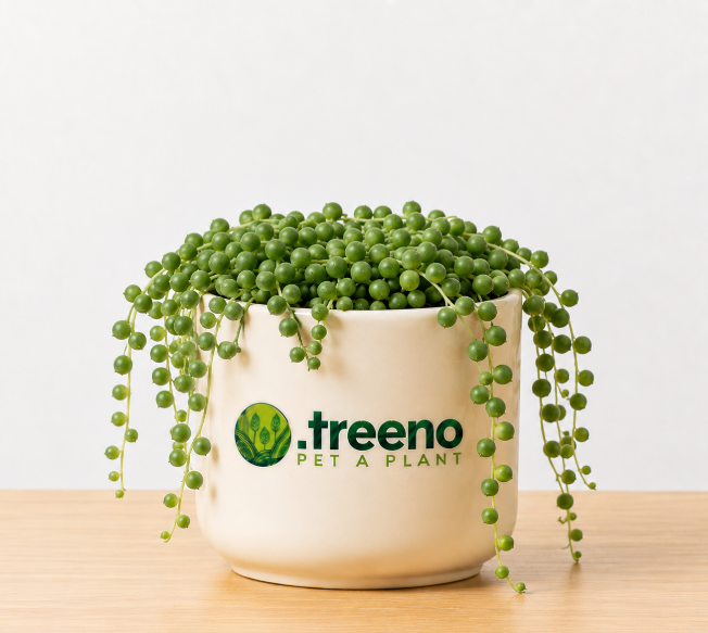 String of Pearls