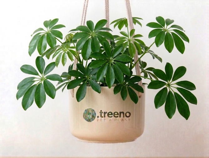 Schefflera (Umbrella Plant)