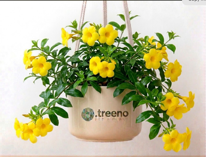 Allamanda (Golden Trumpet)