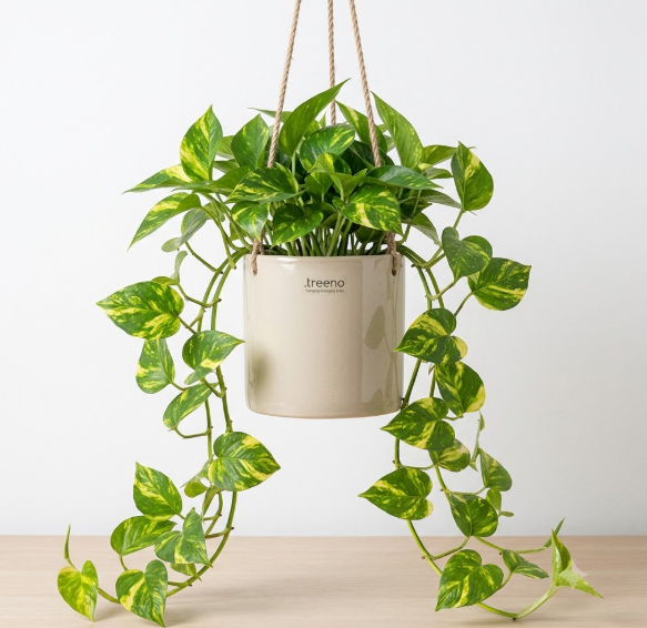 Golden Pothos / Money Plant