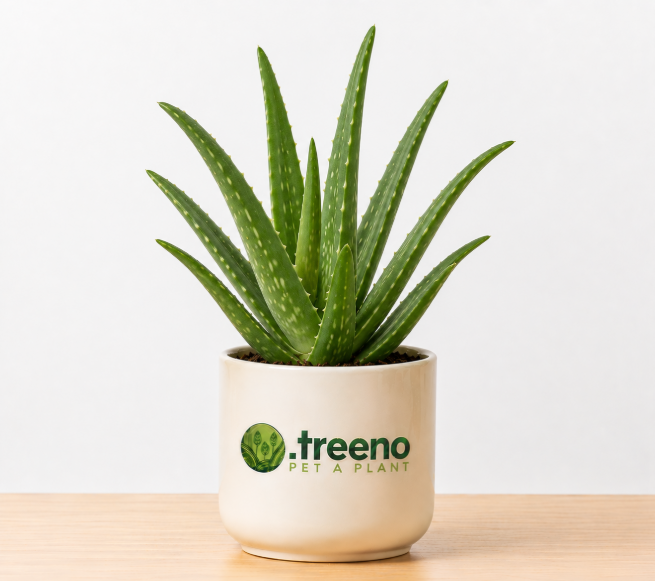Aloe Vera Mini
